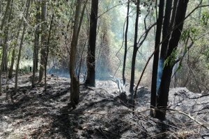 Zona afectada de un incendio forestal de 2016 en Fondón.