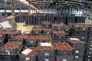 El tomate, con 580.000 toneladas comercializadas y casi 400 millones de euros, mantiene el liderazgo