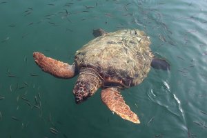 Ejemplar de tortuga boba en una playa de Almería
