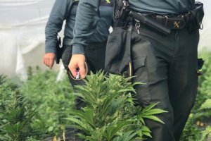 Plantación de marihuana