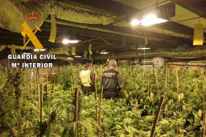 Agentes de la Guardia Civil, en la plantación localizada.