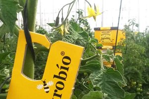 Presentación de Trichogramma achaeae, junto a una colmena de Agrobío.