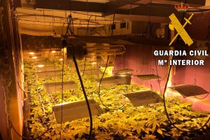 Cultivo de marihuana incautado / Comandancia de la Guardia Civil