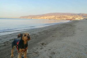 Un perro posa en la playa de El Zapillo en la capital.