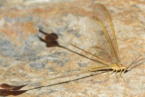 El ‘Duende de Balanegra’, cuyo nombre científico es ‘Lertha Sofiae’, fotografiado el 29 de julio en Adra. (Foto: Faluke)