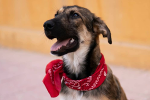 \'Lena\', el cachorro que ha encontrado un hogar gracias a Cinejoven y Forocoches.
