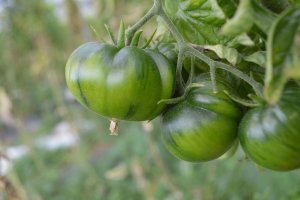 tomate  ecológico almeriense cultivado en una finca bio de Viator.