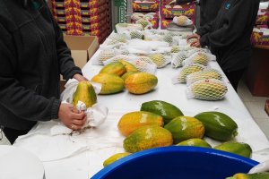 El proceso de manipulado de la papaya se realiza en Hortamar