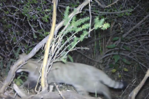 Captura del vídeo logrado por Serbal en el que se ve a la hembra de gato montés.