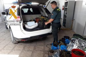 Plantas de marihuana halladas en la vivienda.