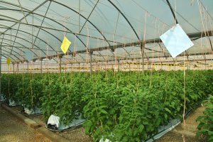 Imagen de archivo de un invernadero de la provincia de Almería.