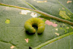 Ejemplar de Rosquilla Verde sobre una hoja de pimiento