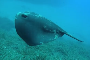 Imagen de una manta nadando, grabada y difundida por Buceo Mojácar