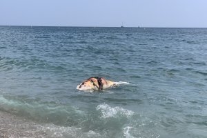 Un delfín aparece muerto en la playa del Zapillo.
