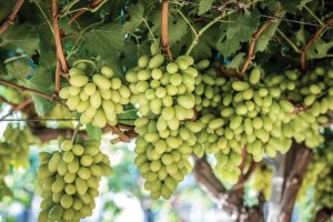 Uva blanca de la variedad que se cultiva en la finca El Bellicar de Berja.