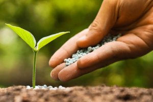 Los semilleros investigan cada año cientos de nuevos productos