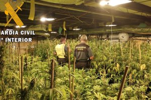 Imagen de archivo de una plantación de marihuana desmantelada por la Guardia Civil.