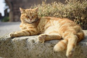 El Ayuntamiento quiere implantar el sistema de retorno para las colonias felinas.