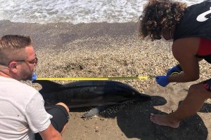 Imagen del delfín hallado en Mojácar publicada por Equinac en sus redes sociales.