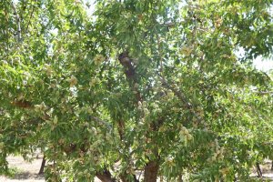 Es un sector muy importante para la economía del interior de la provincia.