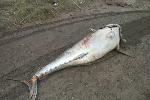 Atún muerto de grandes dimensiones que ha aparecido en Pulpí.
