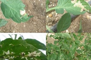 Diferentes fotos de plantas de tomate con daños.