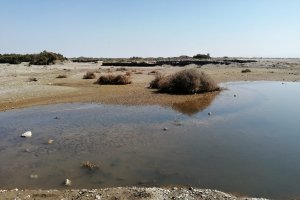 Laguna que se ha formado con basura y mosquitos.