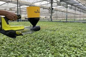 Dispositivo para la suelta de Nesidiocoris de Agrobío aplicado en semillero.