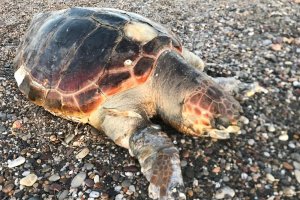 Tortuga boba que apareció muerta en Cabo de Gata.