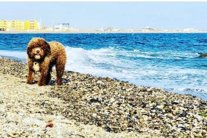 Además de esta, en Andalucía sólo existen otras dos playas con la misma denominación.