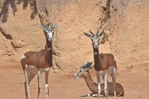 Gacelas en la reserva almeriense.