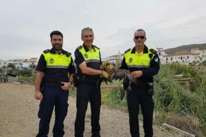 Agentes de la Policía Local de Los Gallardos con el ejemplar.