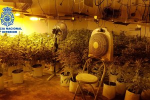 Cultivo hidropónico de marihuana desmantelado en Almería.