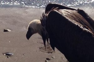 Buitre leonado socorrido este viernes, 1 de noviembre. /Foto: Guardia Civil