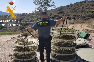 Cogollos de marihuana listo para su secado.