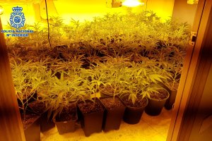 Plantación descubierta en la capital.