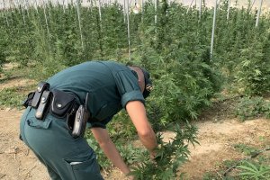 Un agente, en el invernadero donde se cultivaba marihuana.