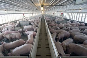Granja porcina de cerdo blanco que se engorda en el Levante almeriense.