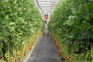 Imagen de archivo de un invernadero de la provincia.