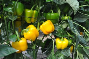 El Pimiento California  en su cultivo temprano es el pilar de la agricultura de Dalías.