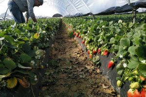 Aplicación de CalFlux de Ecoculture en cultivo de fresas.