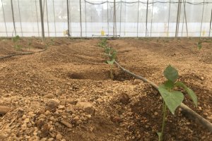 Ifapa en colaboración con Novihum Soil Technologies organiza la jornada \"Mejorando el suelo\"