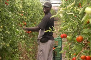 Imagen de archivo de un trabajador en un invernadero almeriense.