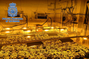 La marihuana descubierta por la Policía.