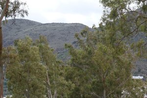 El proyecto de ampliación de la carretera pone en peligro 50 árboles emblemáticos.