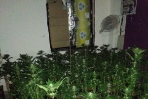 Plantas encontradas en el interior de la vivienda de alquiler.