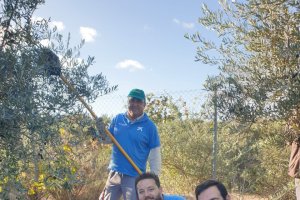 Recogida de la oliva por voluntarios de La Caixa