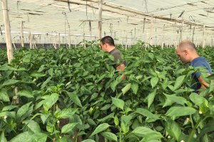 Cultivo de la Escuela Agraria de Vícar.