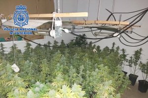 Una de las plantaciones halladas en La Chanca.