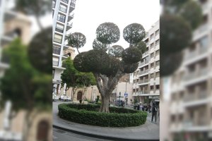 Bonsai de plaza San Sebastián.